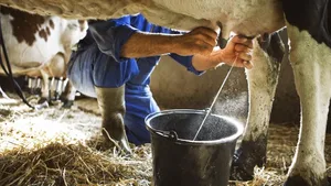 Bisher kam die Milch von der Kuh. Das Unternehmen TurtleTree Labs macht sich daran, diese Domäne zu brechen.