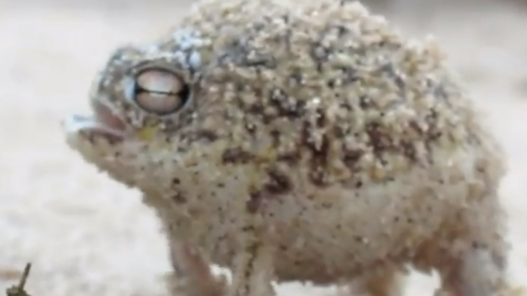 Frosch.png
