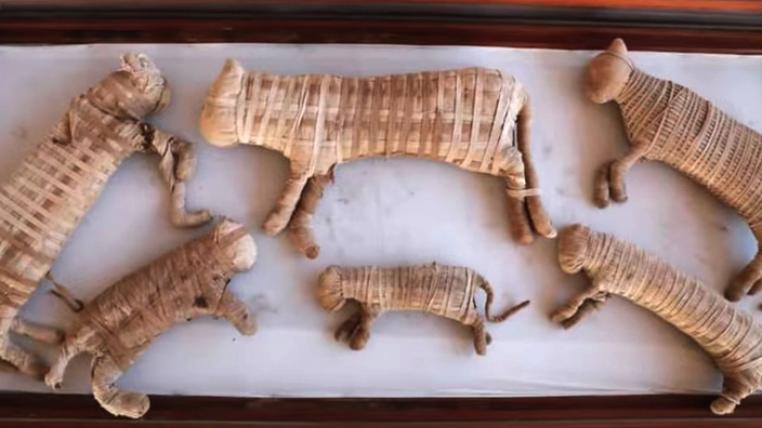 mumifizierte-loewenbabys.jpg