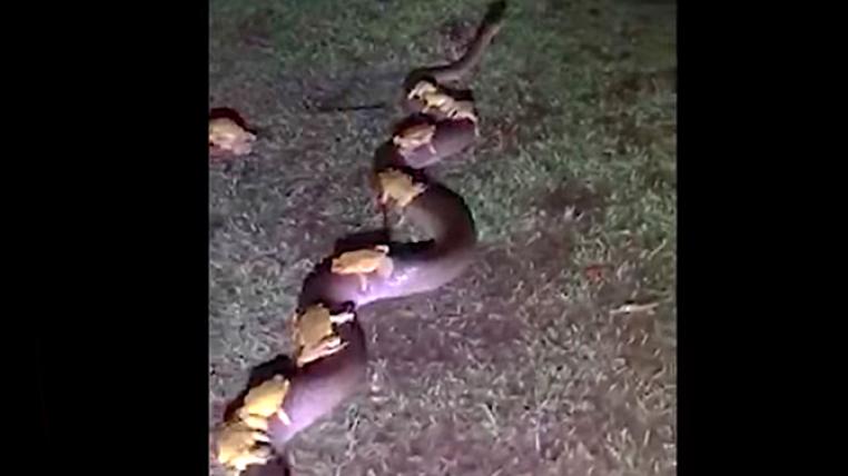 aga-kroeten-python.jpg