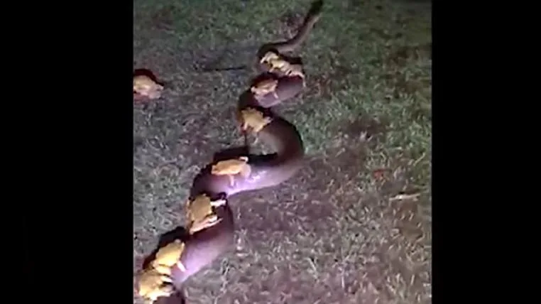 a0b1d13b67d0668a724866fc6d813df5aeacd13c aga-kroeten-python.jpg