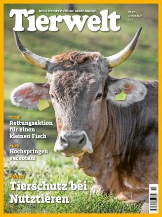 41d5727a759002e66b4124c9526fbad6cca44ab6 Titelbild «Tierwelt»-Ausgabe 10