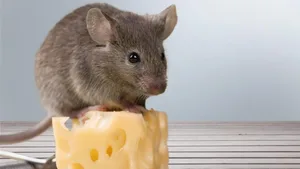 Nicht nur Mäuse fängt man mit dem Käse: Auch immer mehr Menschen haben Freude daran, selbst in Corona-Zeiten, wie ein Blick in die Exportstatistik der Schweiz zeigt.