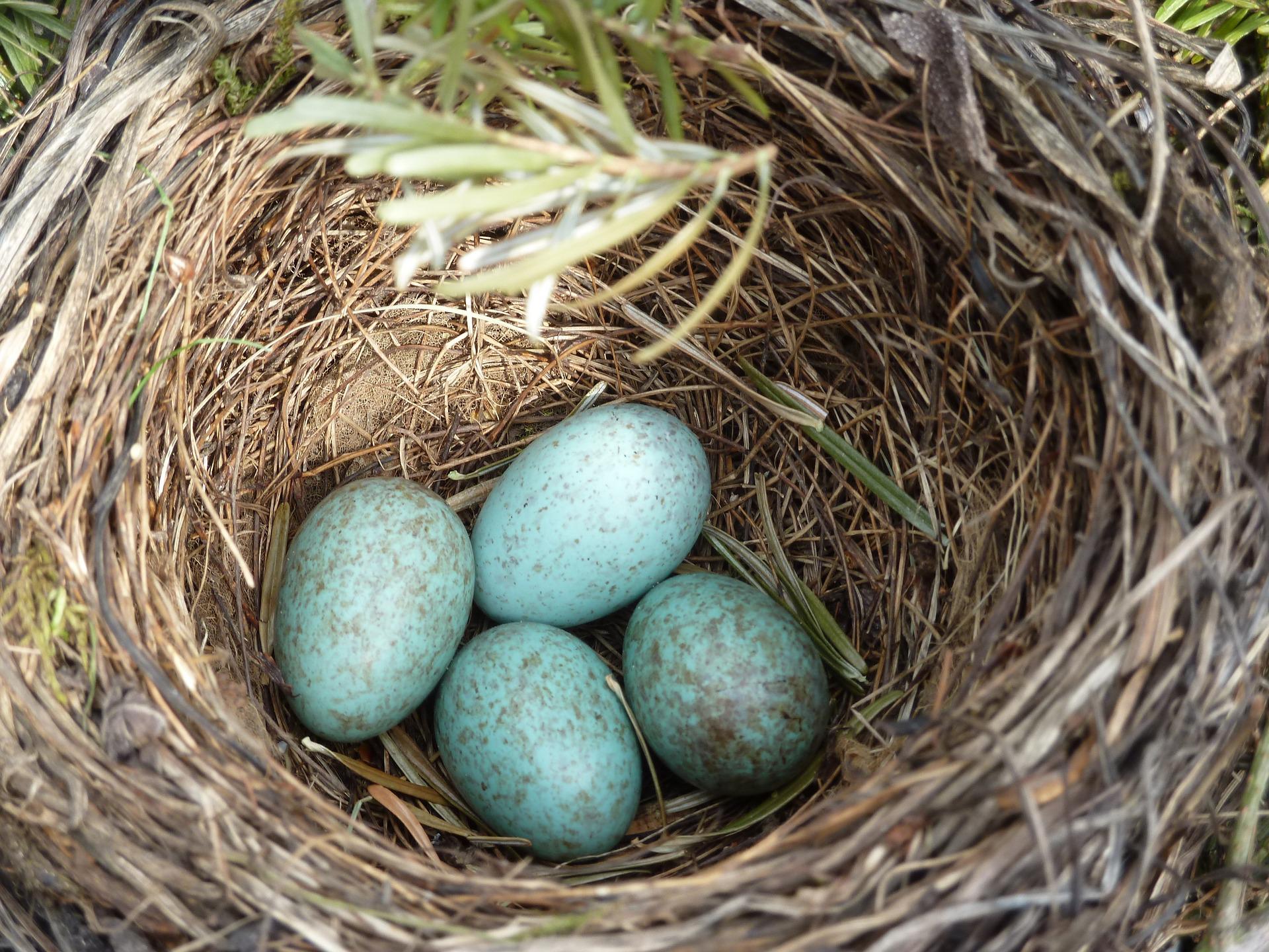 Vogelnest