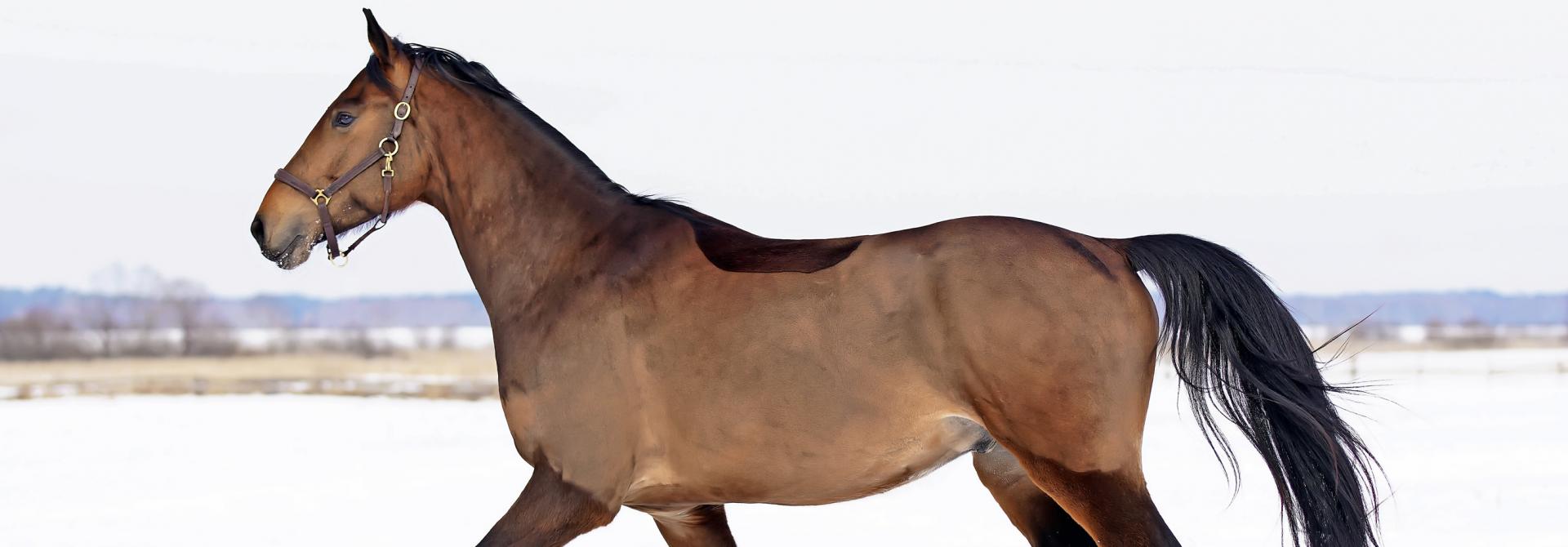 pferd-winterpelz.jpg
