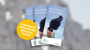 BirdLife Schweiz hat einen Bergvogelführer veröffentlicht, der mit detaillierten Zeichnungen und präzisen Texten das Erkennen von Vogelarten in den Schweizer Bergen erleichtert.