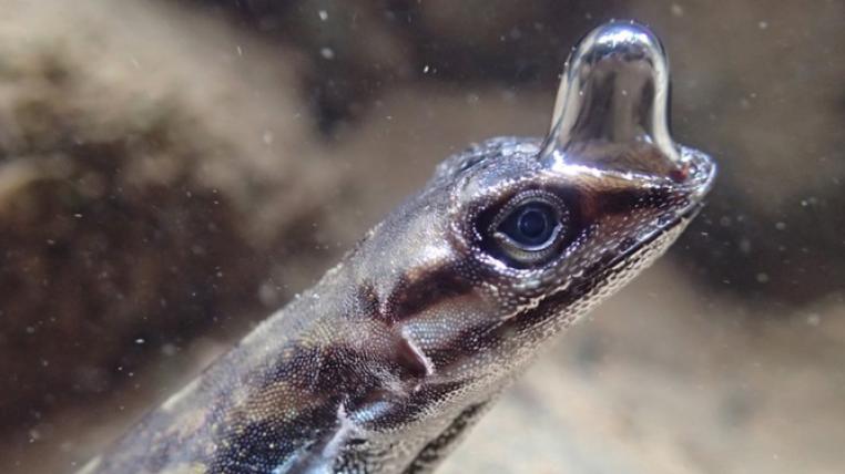 anolis-aquaticus-unterwasser-atmung-luftblase.jpg