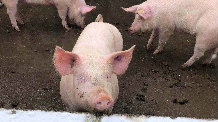 Schweine im Stall