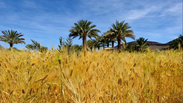 Weizenfeld mit Palmen im Hintergrund