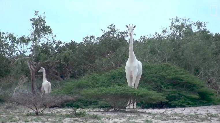 Seltene weisse Giraffe mit Baby