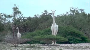 Traurig: Diese seltene weisse Giraffe und ihr Baby mussten wegen Wilderern sterben.