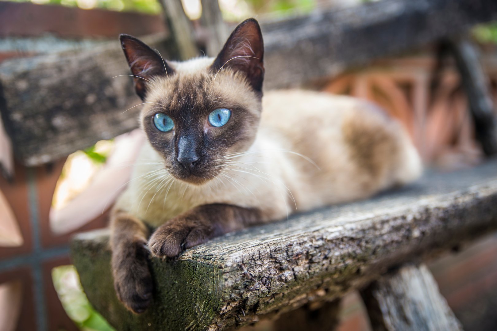 Siamkatze: Ein lebhafter, sozialer und gesprächiger Charakter