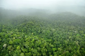 Die regenreichen Wälder im Südosten des Landes bieten aber auch ansehnlichere Seiten der Natur ...