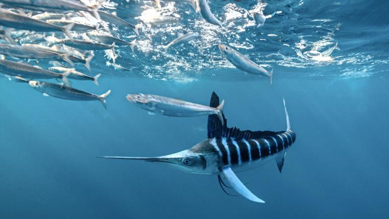 Gestreifter Marlin