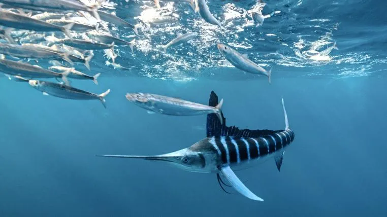 363d691dbb0b27c98e4aefa76b8b1166e05b4209 Gestreifter Marlin