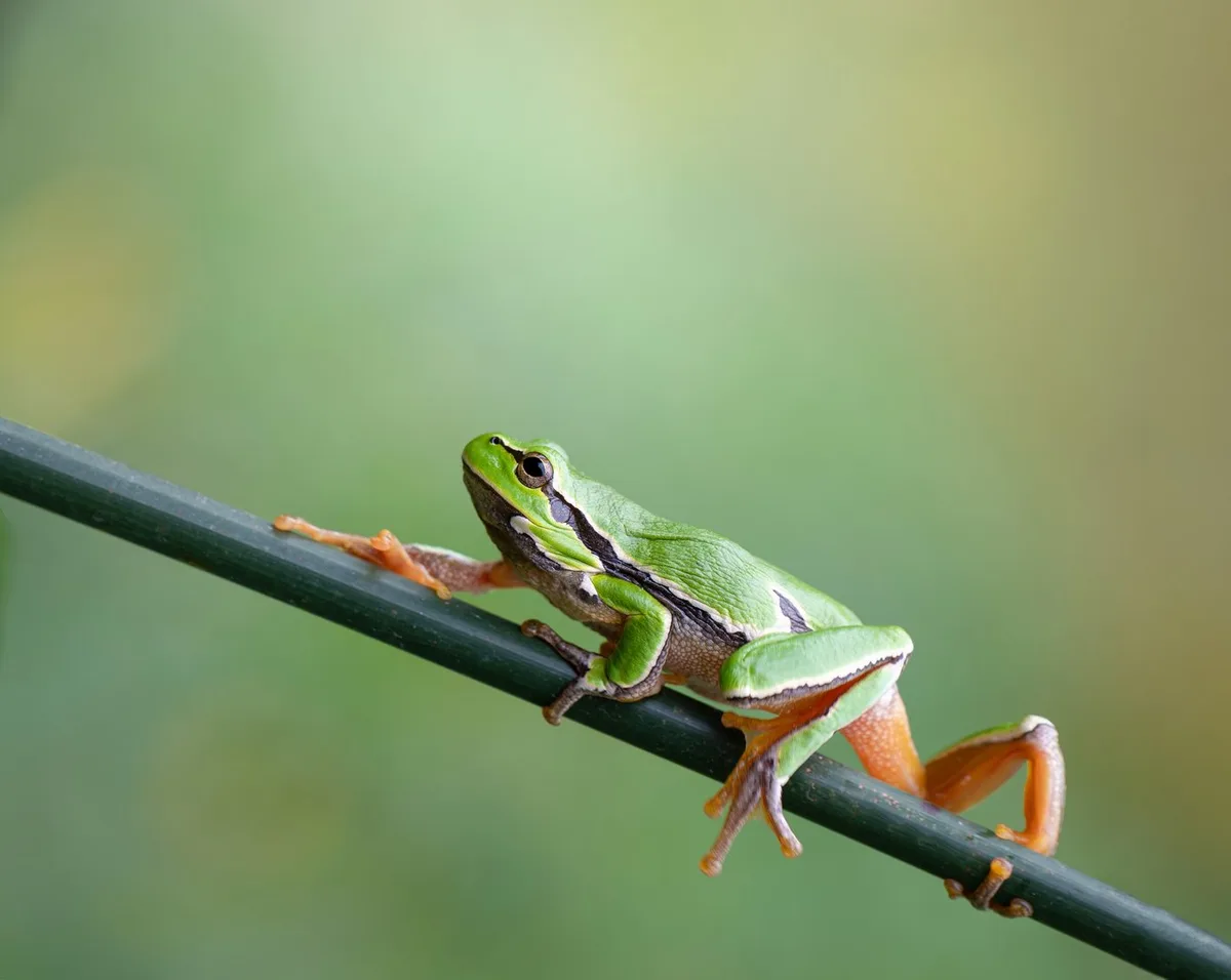 shutterstock_2371551807 Amphibienschutz: Der Laubfrosch feiert ein Comeback im Aargauer Reusstal