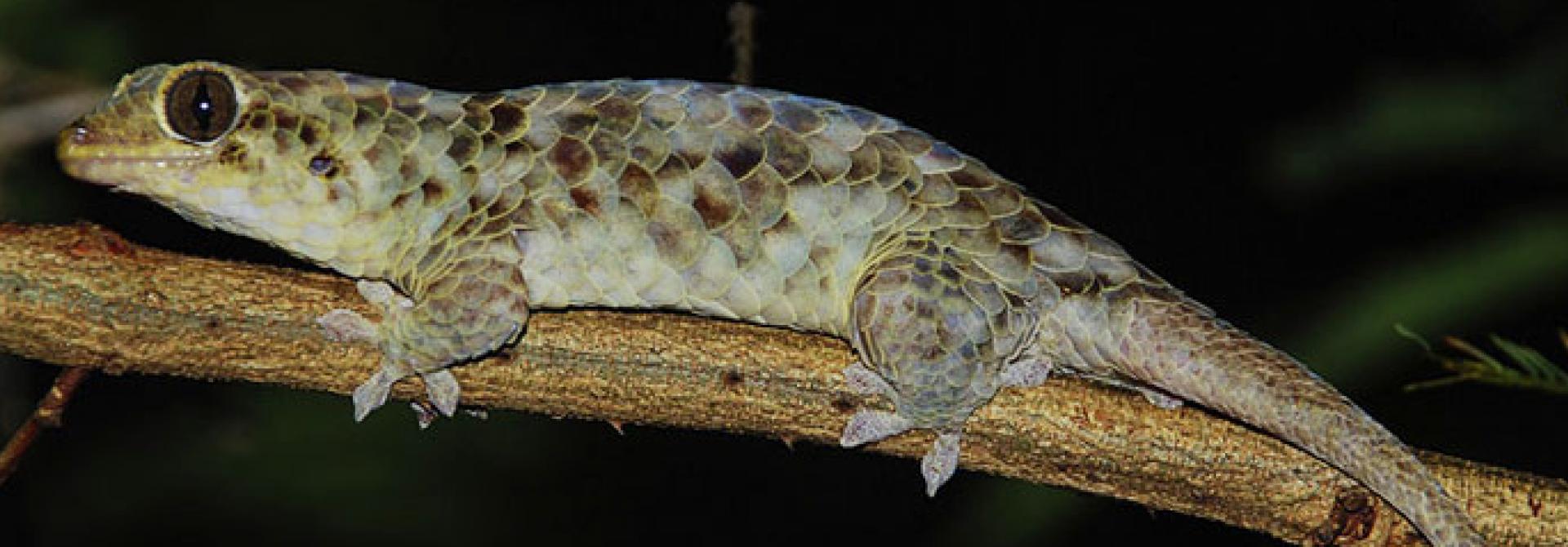 gecko1.jpg