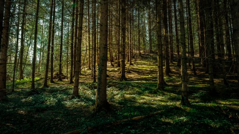 Wald