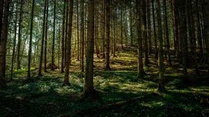Der Kanton Bern ist bestrebt, bis 2030 fünf Prozent der Waldfläche als sogenannte Totalwaldreservate zu sichern.