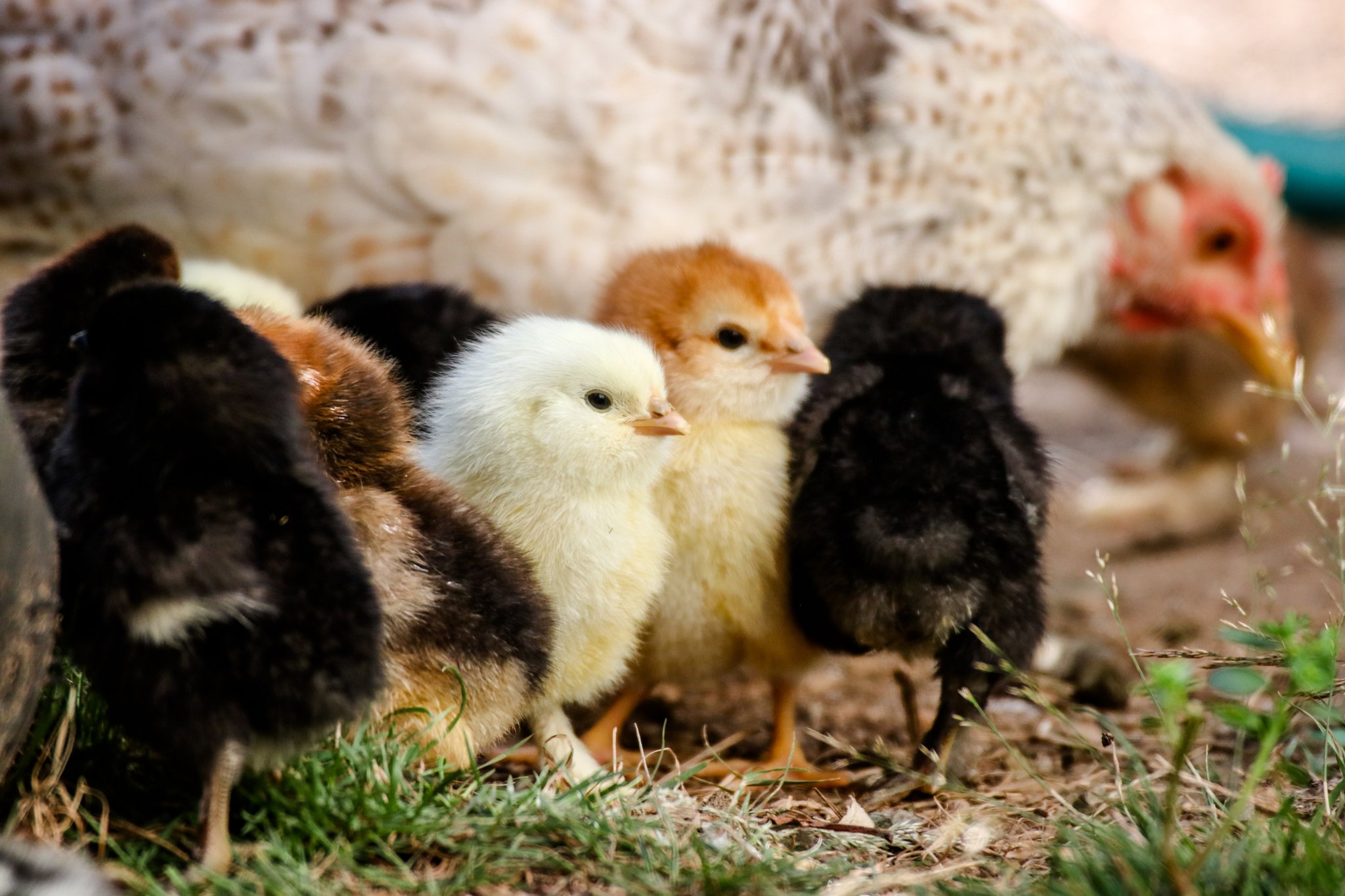 40 Millionen männliche Küken gerettet