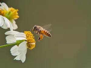 Pflanzenschutzmittel haben negative Auswirkungen auf Honigbienen.