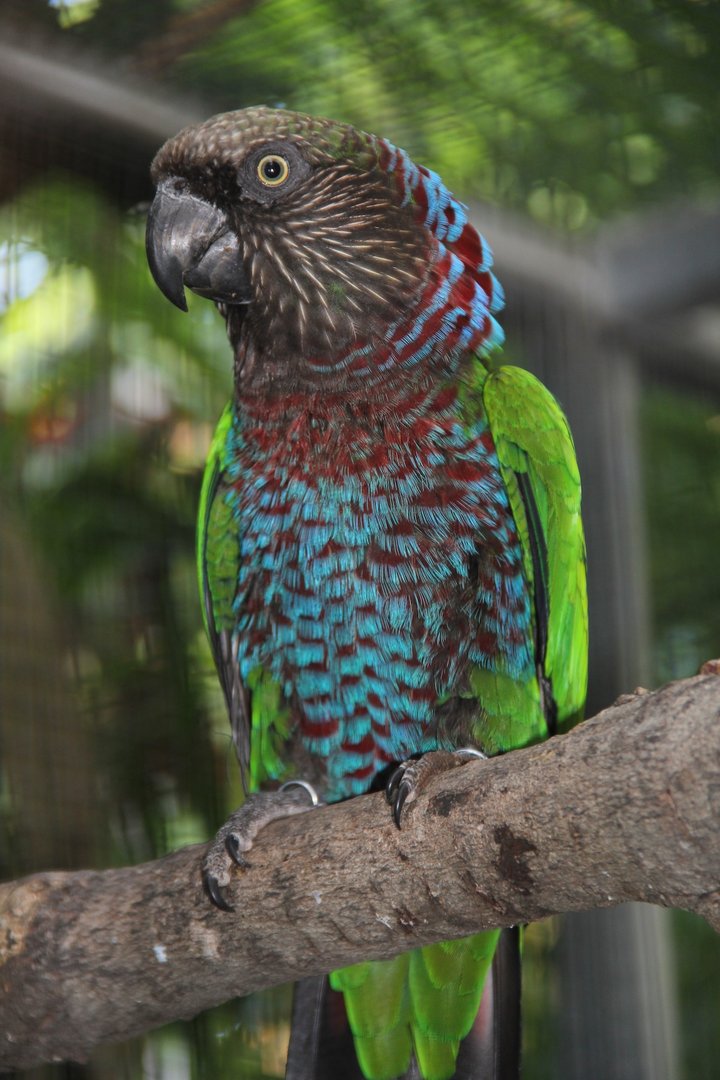 Der Dunkelstirnige Fächerpapagei wird noch viel seltener gehalten als die Nominatform. Hier ein Exemplar im Loro Parque auf Teneriffa, Spanien. 
