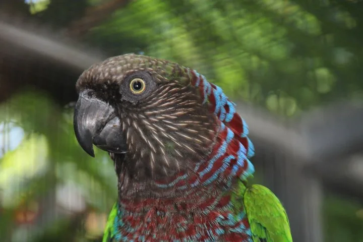 IMG_3029_Kopie Der Dunkelstirnige Fächerpapagei wird noch viel seltener gehalten als die Nominatform. Hier ein Exemplar im Loro Parque auf Teneriffa, Spanien.