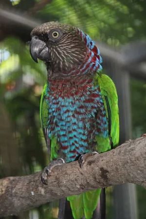 Der Dunkelstirnige Fächerpapagei wird noch viel seltener gehalten als die Nominatform. Hier ein Exemplar im Loro Parque auf Teneriffa, Spanien.