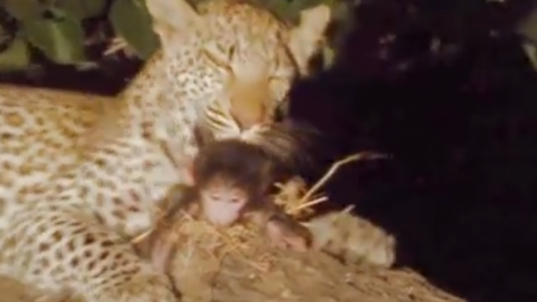 leopard.png