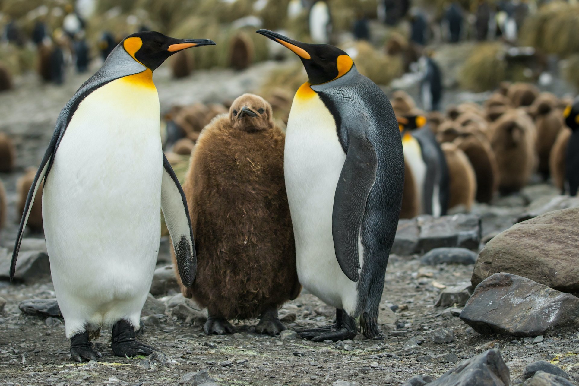 Die komplizierten Familienverhältnisse von Pinguinen