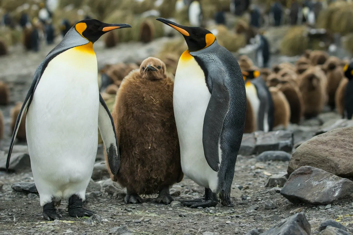 Pingu5 Die komplizierten Familienverhältnisse von Pinguinen