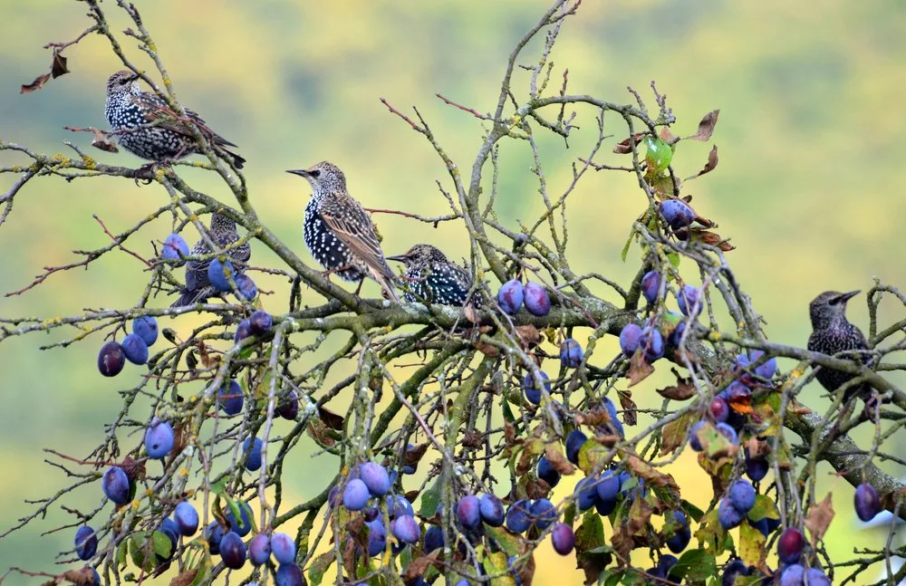 shutterstock_495918571 Herbstlicher Beerenschmaus für Wildvögel