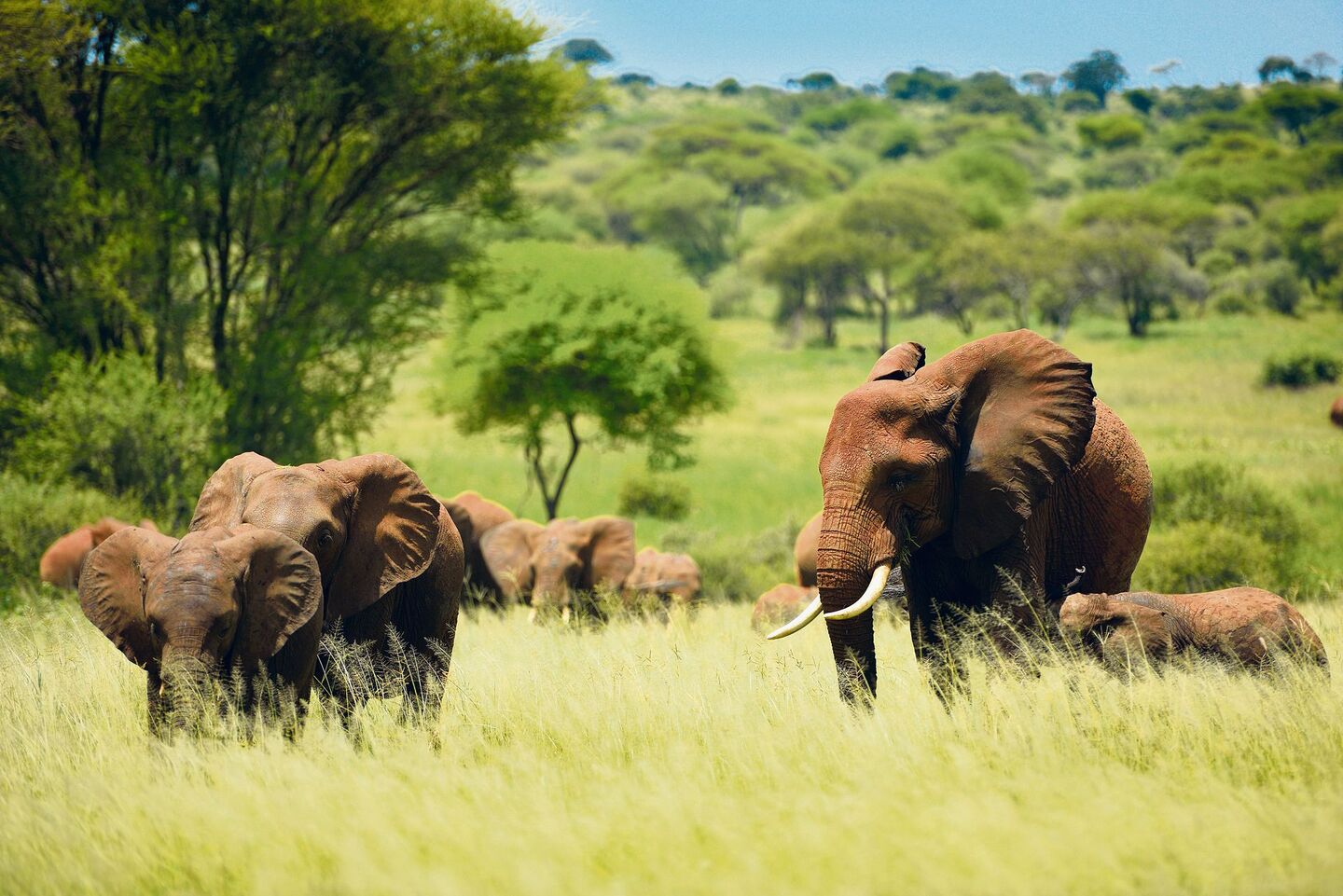 Afrikanische Elefanten streifen in Herden durch die von Akazien dominierte Savanne und prägen sie, indem sie Bäume fällen.