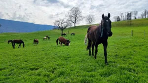 Den Sommer verbringen die Jungpferde den grössten Teil draussen auf der Weide. Hier laufen sie um die Wette, rangeln oder kraulen sich gegenseitig.