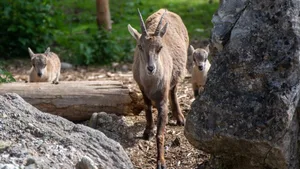 Die Familie wird grösser: Steinbocknachwuchs im Tierpark Goldau.