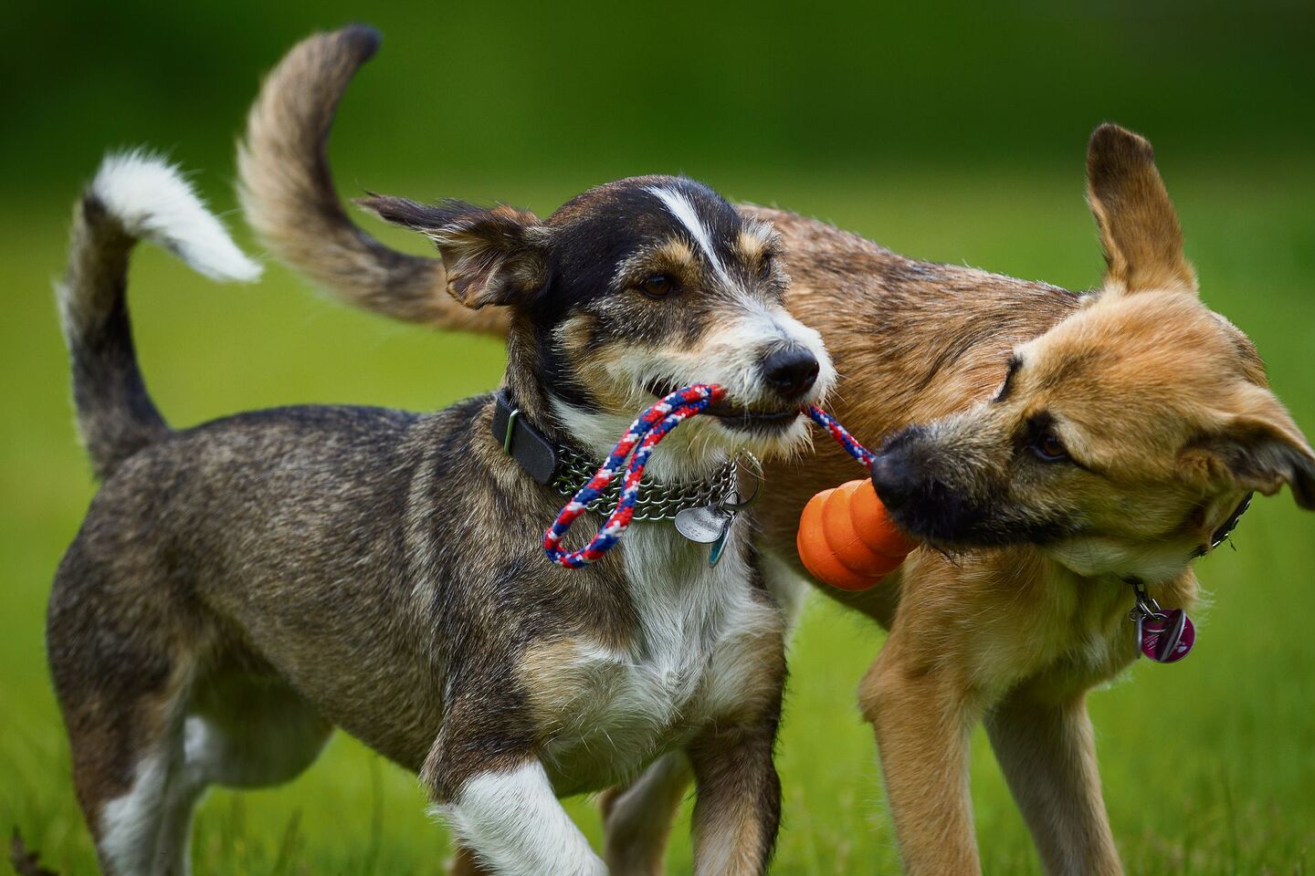 Beliebte Beschäftigungen für Hunde gibt es einige: Gemeinsame Spaziergänge mit bekannten Hundefreunden zählen dazu und gefallen den meisten Vierbeinern in der Regel gut.