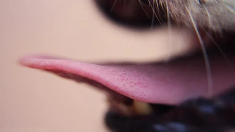 a75e6562afc513da854380a979facce75ff09357 zungehund.jpg