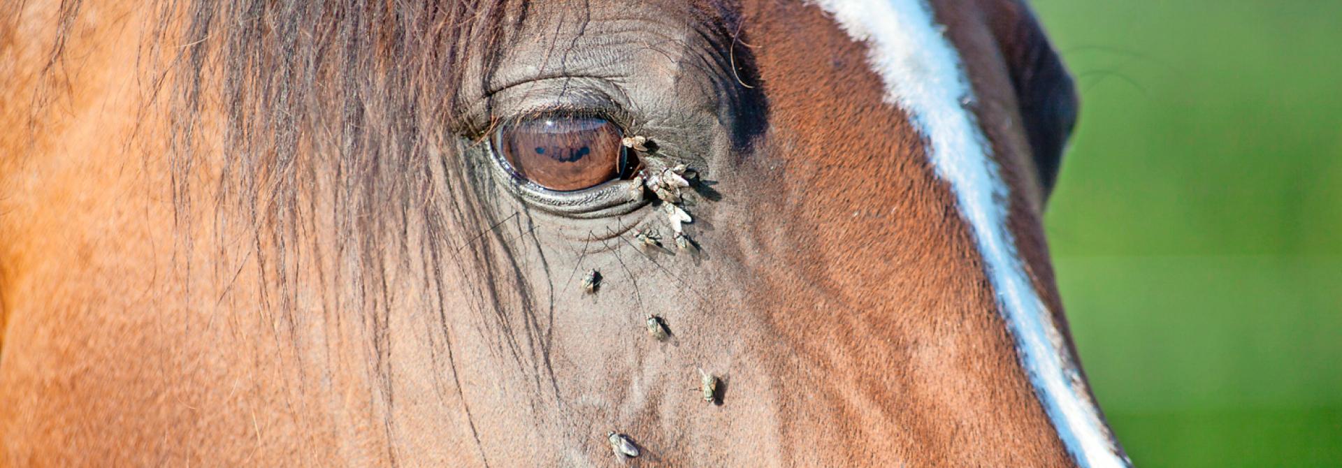 Fliegen auf Pferd