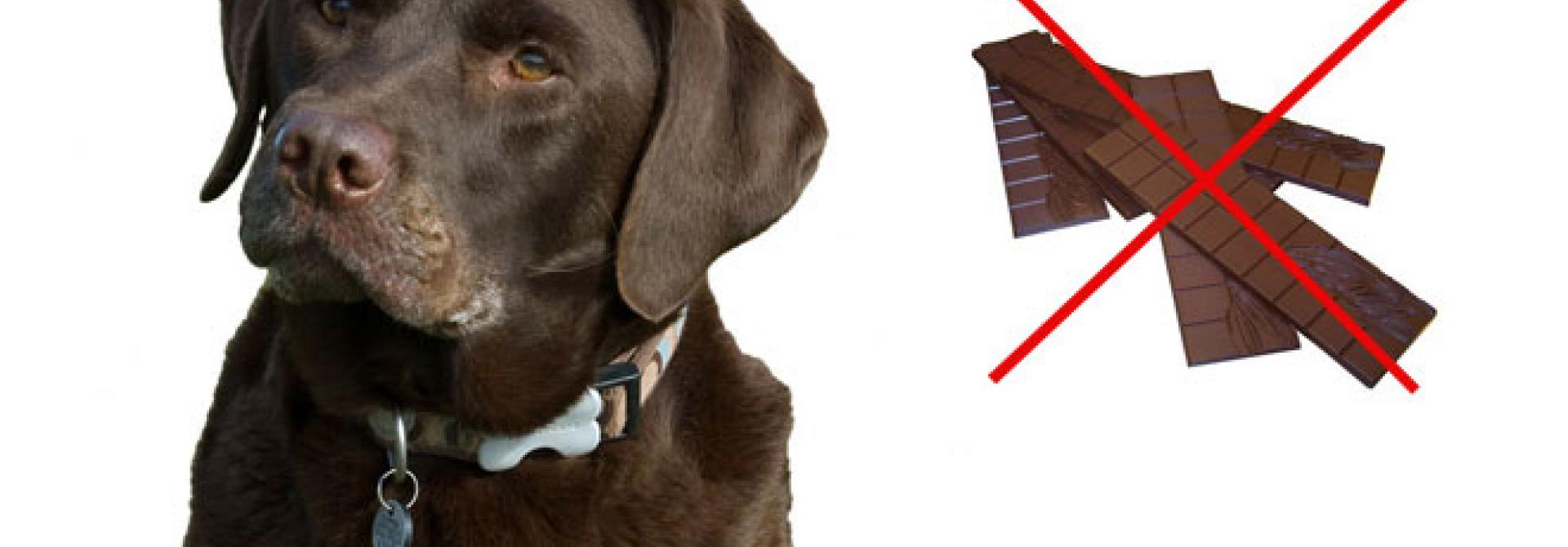 hund-schoko-s.jpg