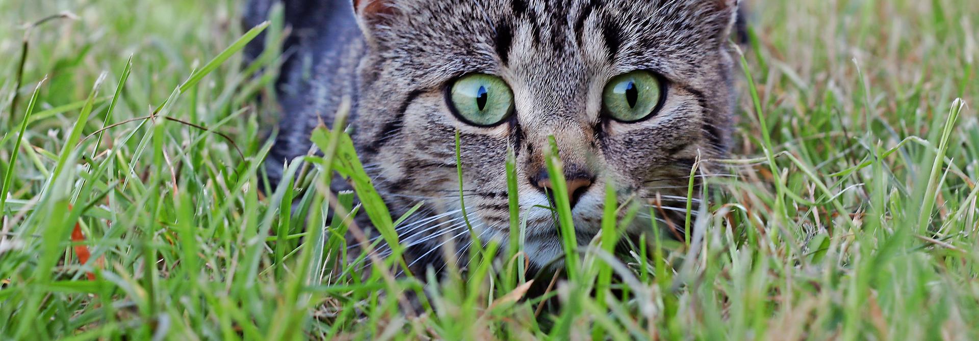 Katze lauert im Gras