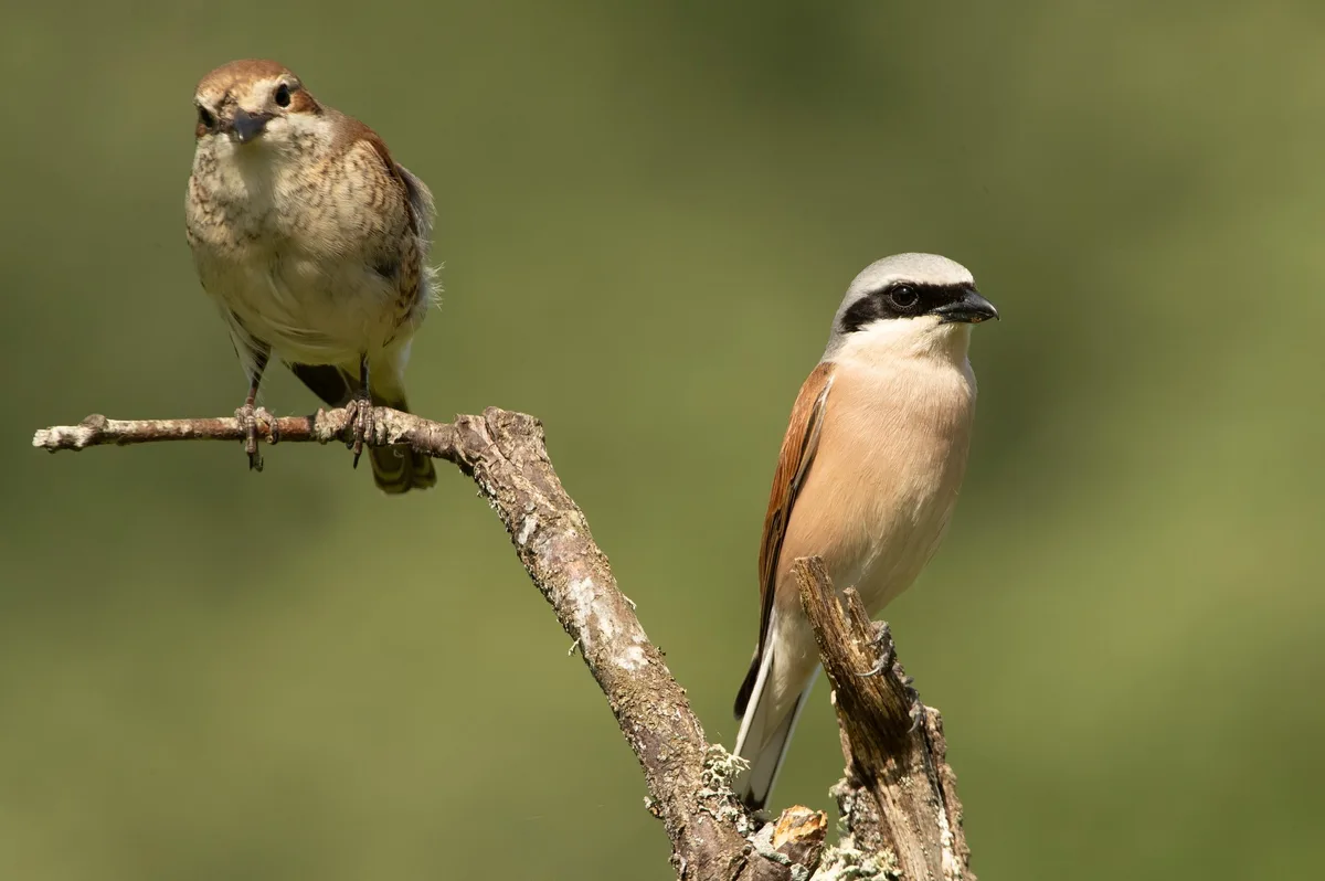 Neunto__ter Neuntöter: Dieser Vogel spiesst Eidechsen auf