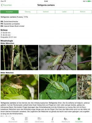 Mit «Orthoptera» können Laien die hiesigen Heuschrecken etwas einfacher bestimmen.
