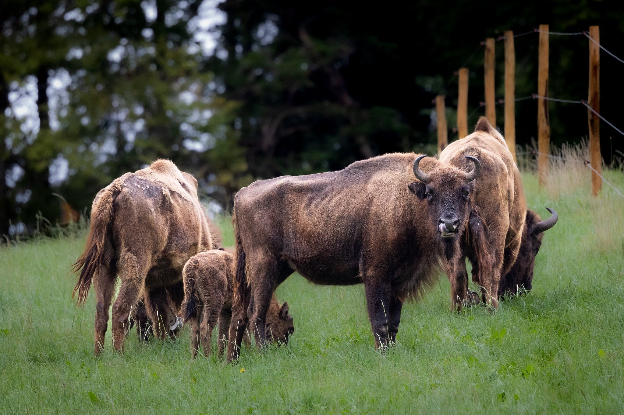 Kann der Wisent wieder wild in der Schweiz leben?