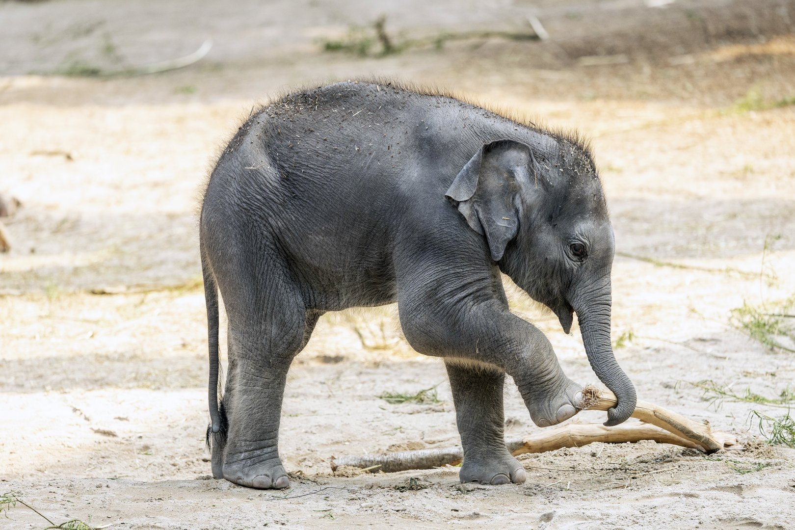 Zoo Zürich: Elefantenkalb Zali im Alter von fünf Monaten gestorben