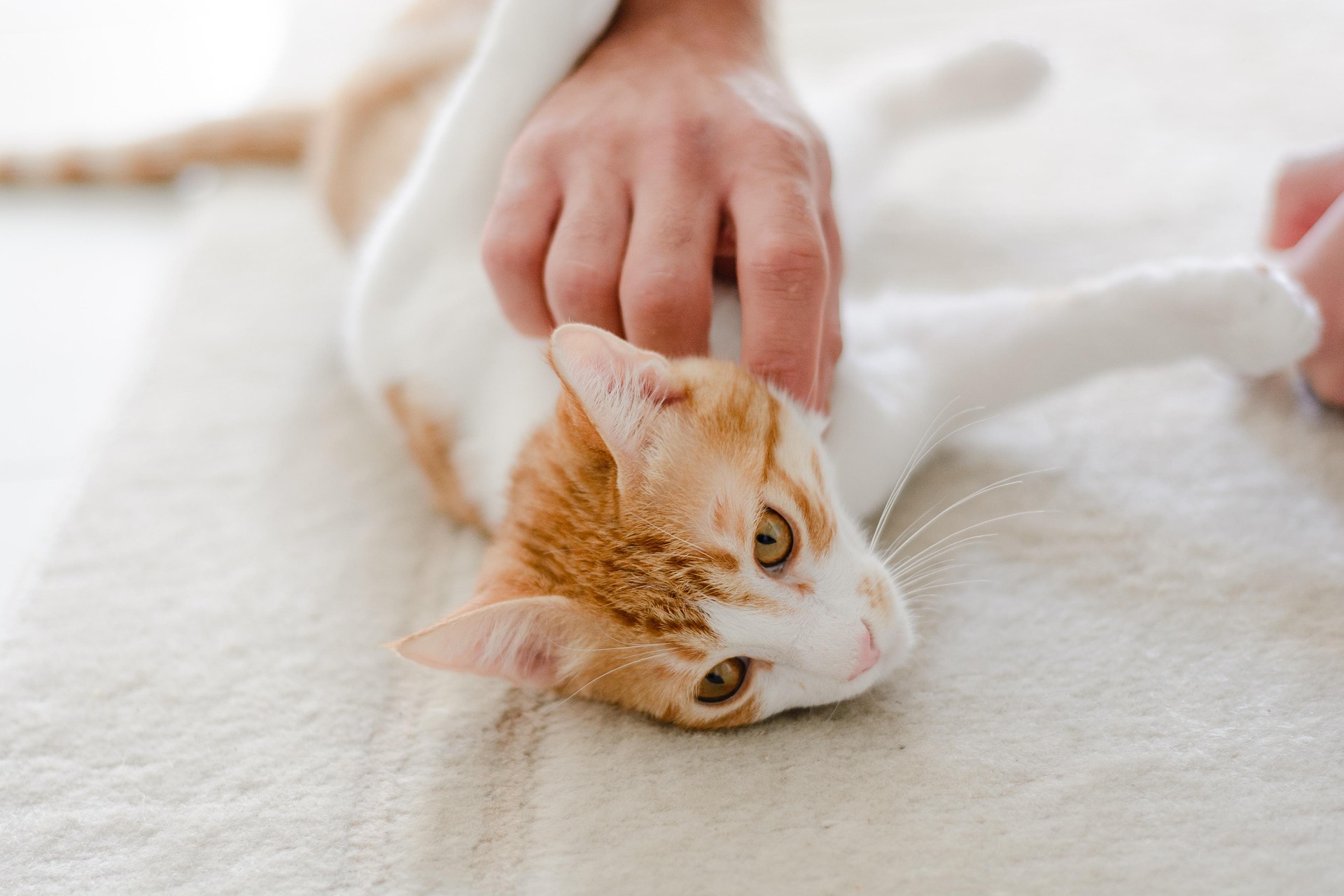 Welche Katzenrasse passt zu mir?