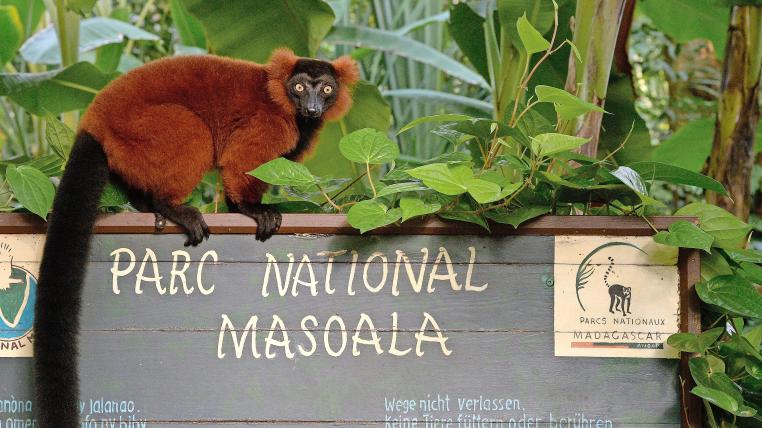 Rote Varis in der Masoala Halle im Zoo Zürich
