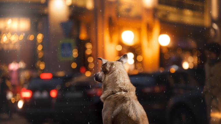 Hund_in_der_Stadt.jpg