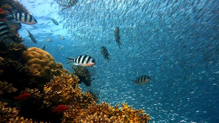 9bc81349812f3b49dbef25190c829b27b4c9bc7c Korallen und Fische