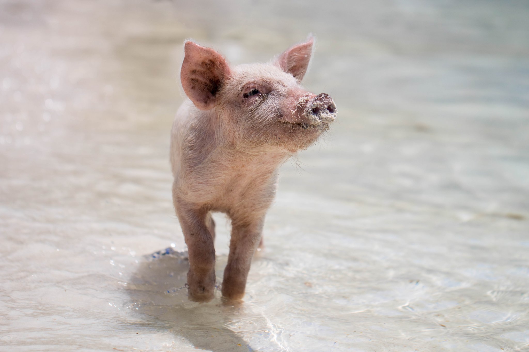 Tiere und Sonnenbrand?