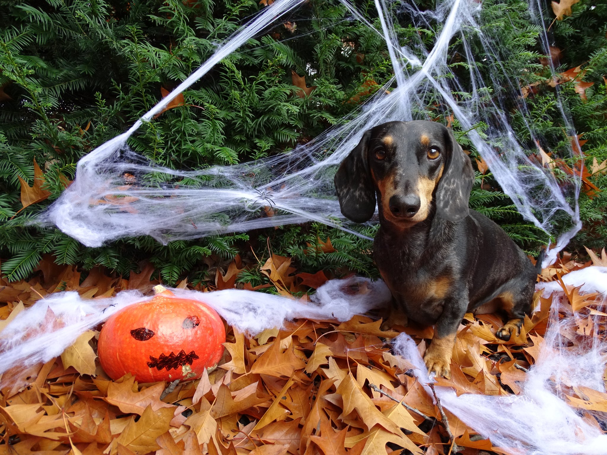 So übersteht Ihr Haustier Halloween